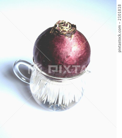 Hyacinth Hyacinth 2101818