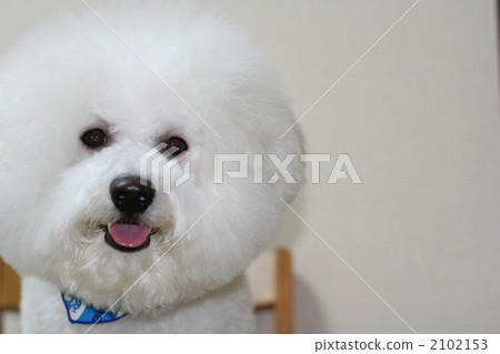 Smiling dog Smiling dog 2102153