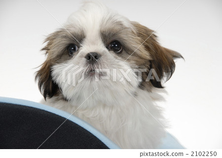 西施 西施狗 西施犬 2102250