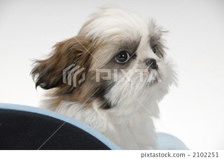 polyarchy, puppy, small dog 2102251