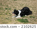 border collie, dog, dogs 2102625