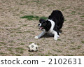 border collie, pet, pets 2102631