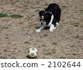 border collie, pet, pets 2102644
