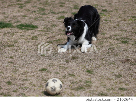border collie, pet, pets 2102644