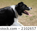 border collie, dog, dogs 2102657