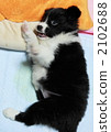 border collie, doggy, lapdog 2102688