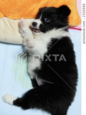 border collie, doggy, lapdog 2102688