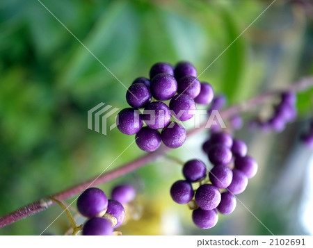 Small purple Small purple 2102691