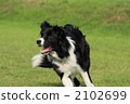 dog, dogs, border collie 2102699