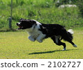 border collie, pet, pets 2102727
