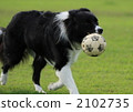 border collie, pet, pets 2102735