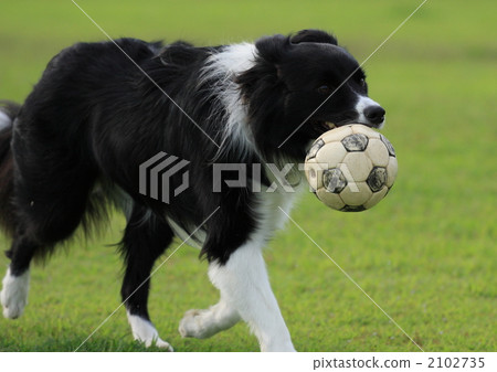 border collie, pet, pets 2102735