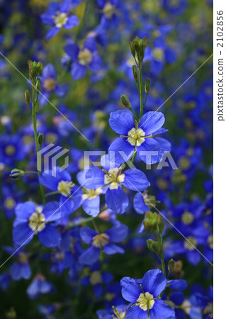 Oxford Blue Oxford Blue 2102856