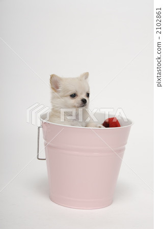 puppy, small dog, doggy 2102861