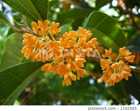 晴朗的天空和kinmokusei 2102885