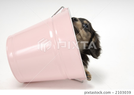 doggy, puppy, black and tan 2103039