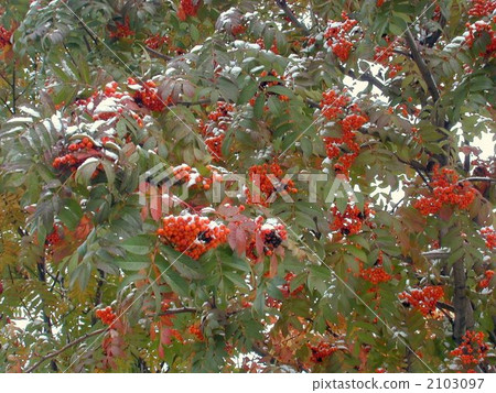 假裝Nanakamado 2103097