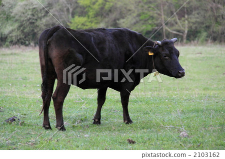 Japanese beef 2103162