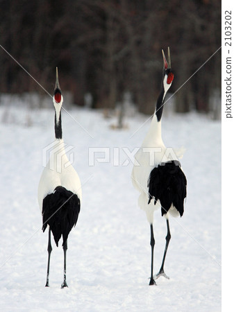 red-crowned crane, back view, howl at each other 2103202