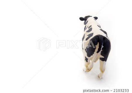 荷斯坦奶牛直接在後面 2103233