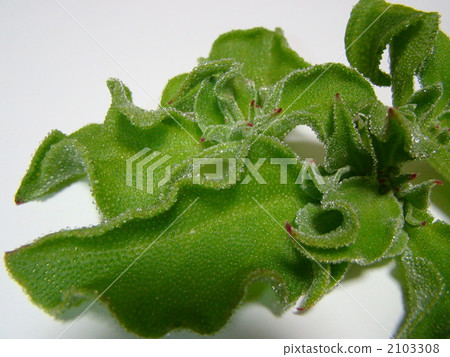 Ice plant 2103308