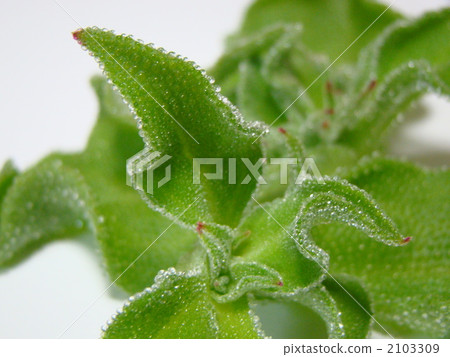 Ice plant Ice plant 2103309