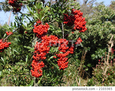 Tokiwa Hawthorn 2103365