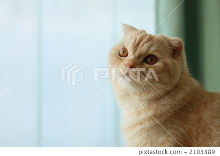 看貓 2103389