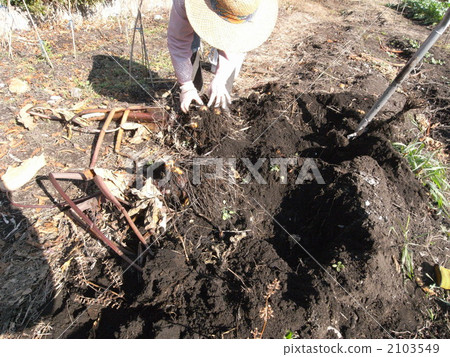 Taro harvest Taro harvest 2103549