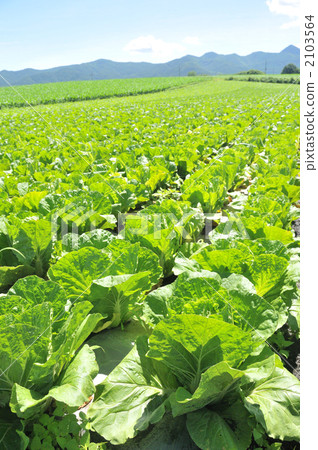 Cabbage field Cabbage field 2103564