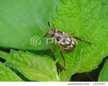 Semarathogene 2103587