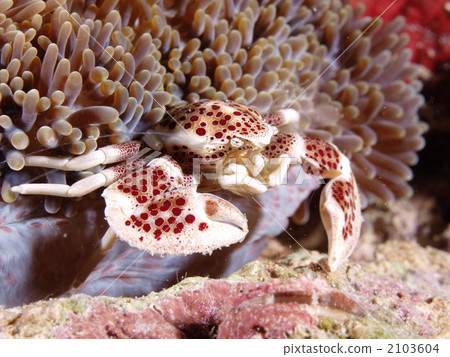 Akashiboshida mandarina and sea anemones 2103604