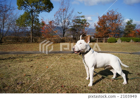 Bull terrier profile 2103949