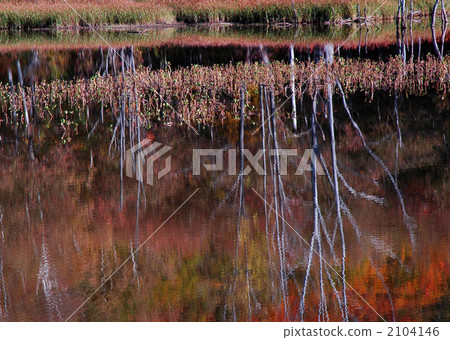 死樹 反射的 倒影 2104146