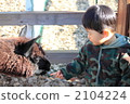 Alpaca and a boy 2104224
