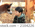 Alpaca and a boy 2104226