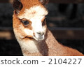 Alpaca 2104227