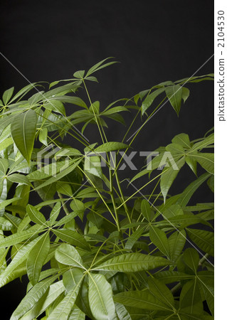 中美木棉屬 綠葉 室內盆栽 2104530