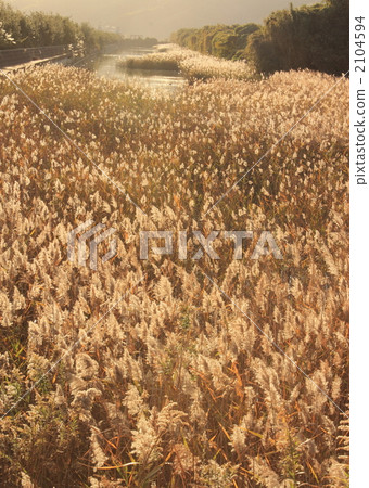 日本蒲葦 福津市 福岡縣 2104594