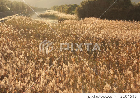 japanese pampas grass, late autumn, fukuoka prefecture 2104595