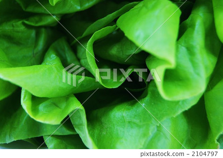 leafy vegetables, butterhead lettuce, foliage 2104797