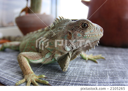 印地王0 91210 印地王0 91210 2105265