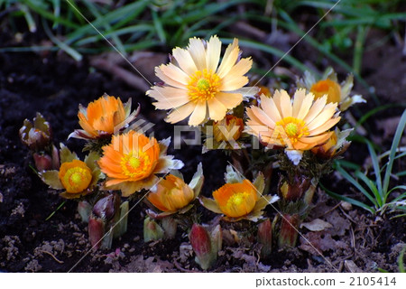 福庫格的花 2105414