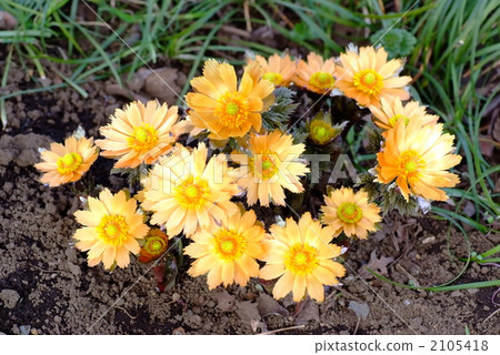 Fukuge's flower 2105418