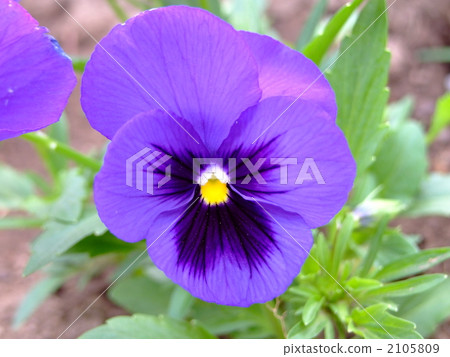 pansy, bloom, blossom 2105809