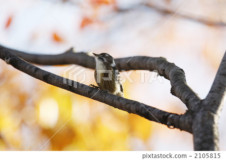Small birds (Kogera) Small birds (Kogera) 2105815