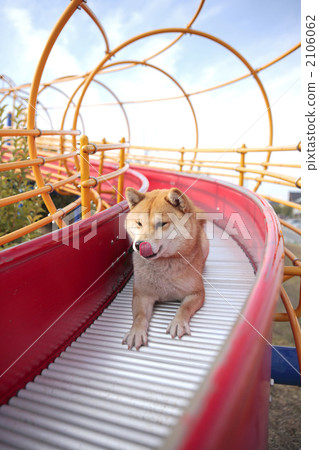 Shiba Inu在公園裡玩 2106062