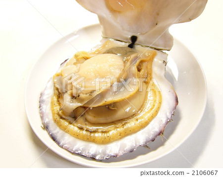 Scallop 2106067