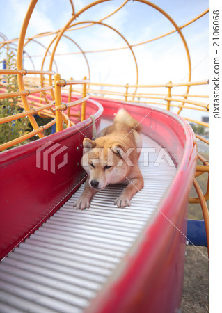 Shiba Inu playing in the park 2106068