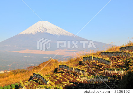 幹蘿蔔 幹蘿蔔 2106192